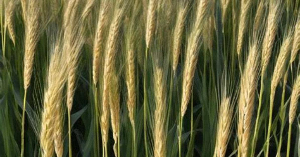 Where Does Puzzlegrass Grow