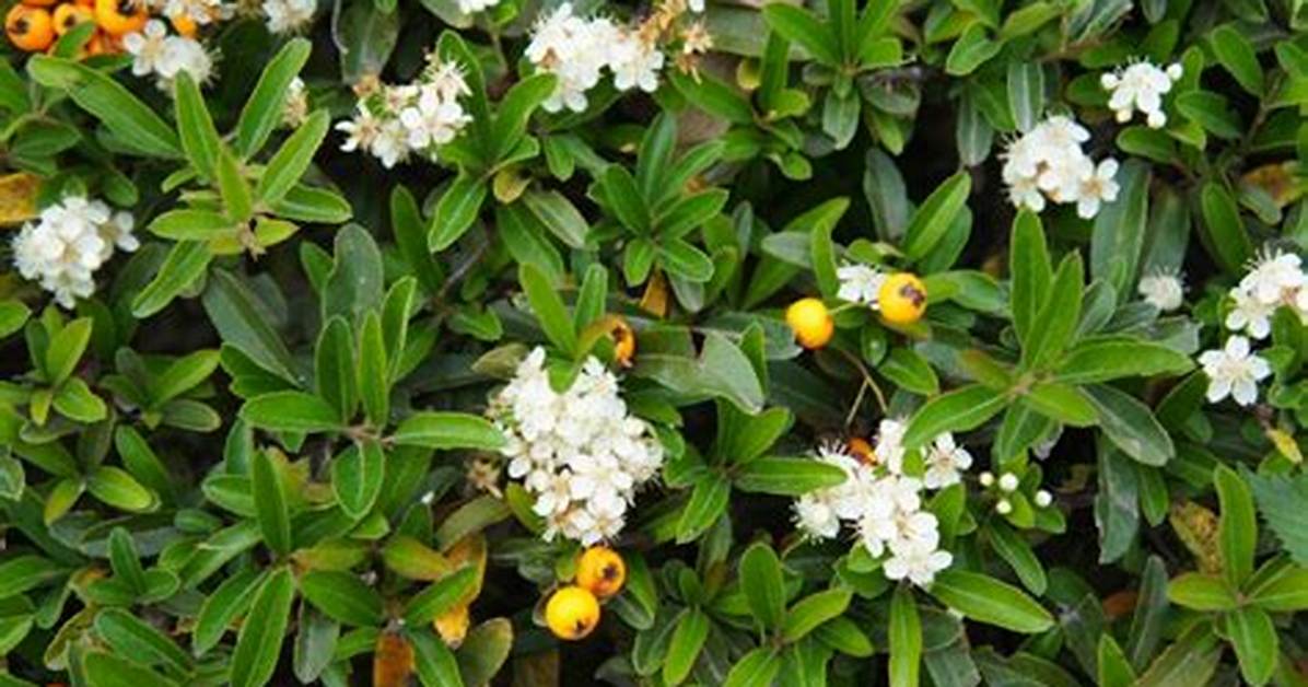 Where Does Pyracantha Come from?