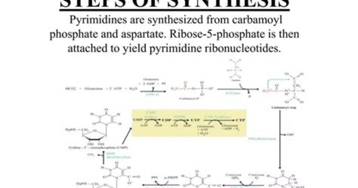 Where Does Pyrimidine Synthesis Occur?