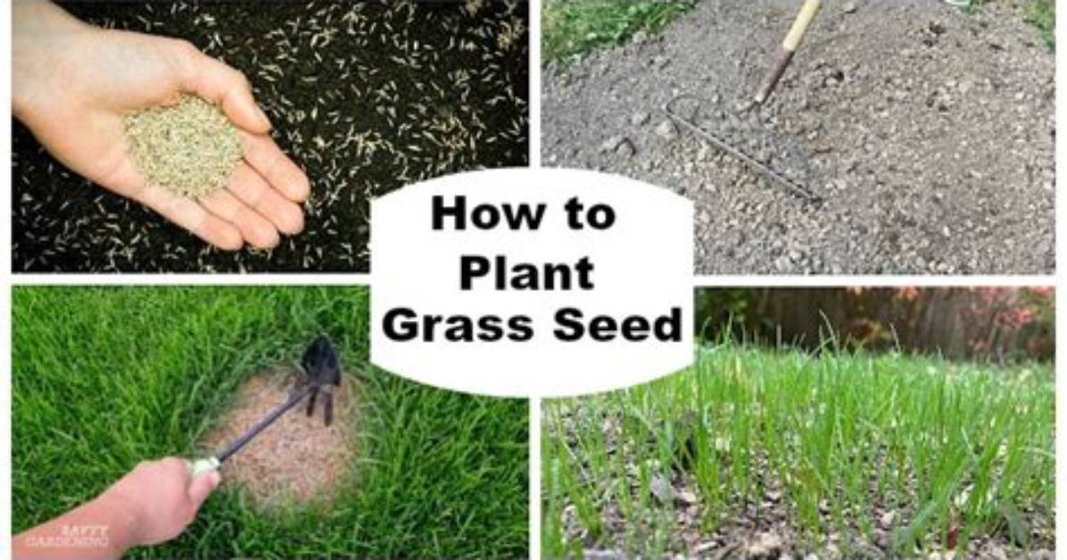 Where Does Razor Grass Grow
