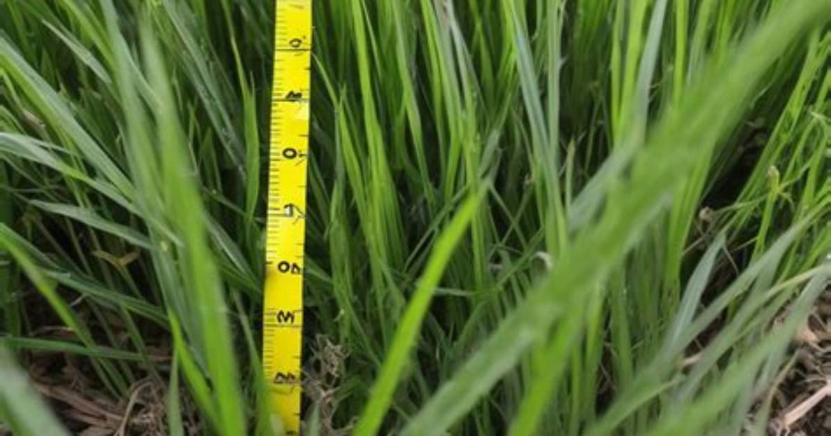 Where Does Ryegrass Grow?