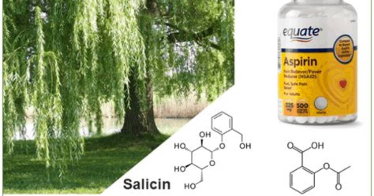 Where Does Salicin Come from?