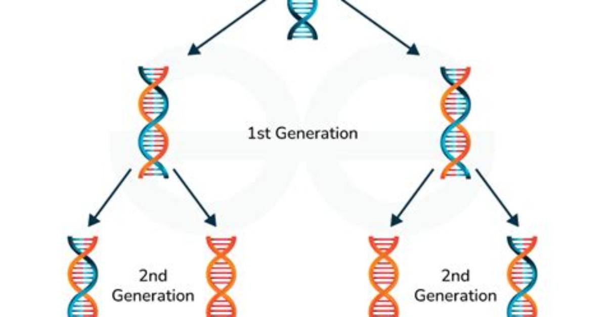 Where Does Semiconservative Replication Happen?