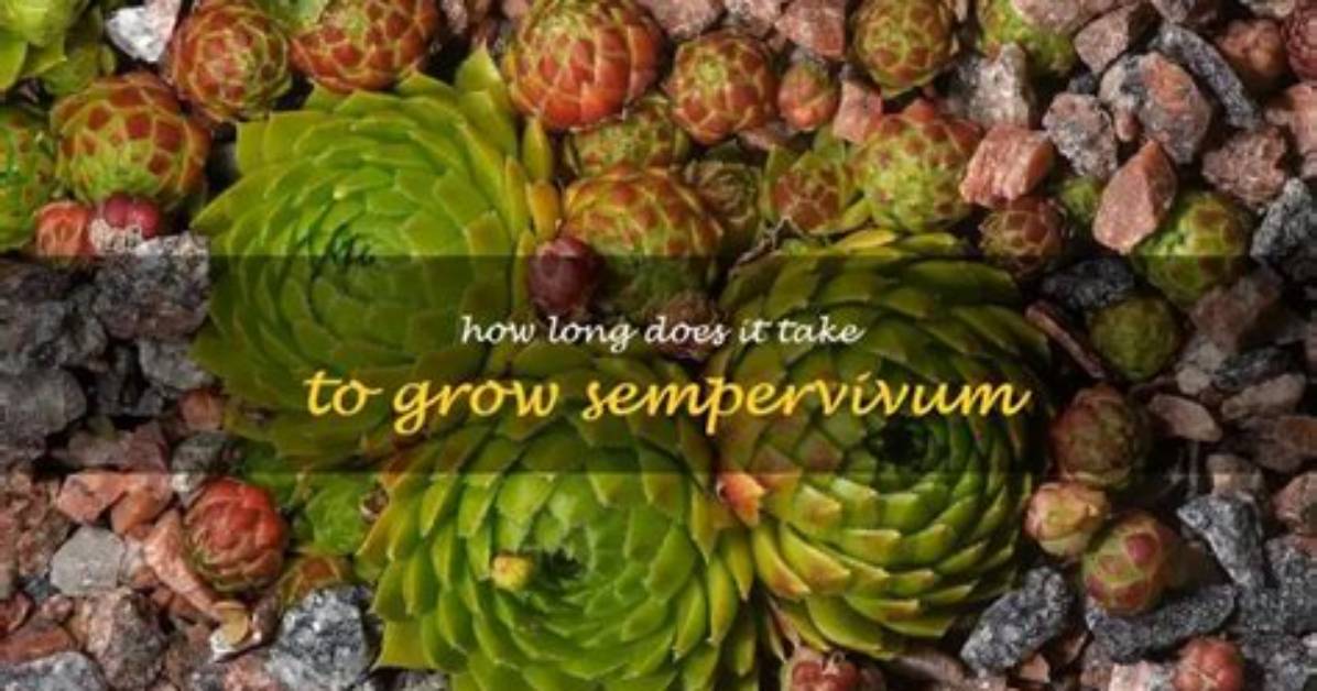 Where Does Sempervivum Grow