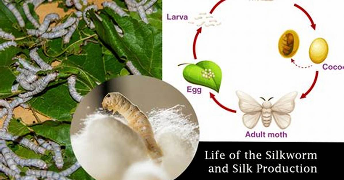 Where Does Silk Come from?