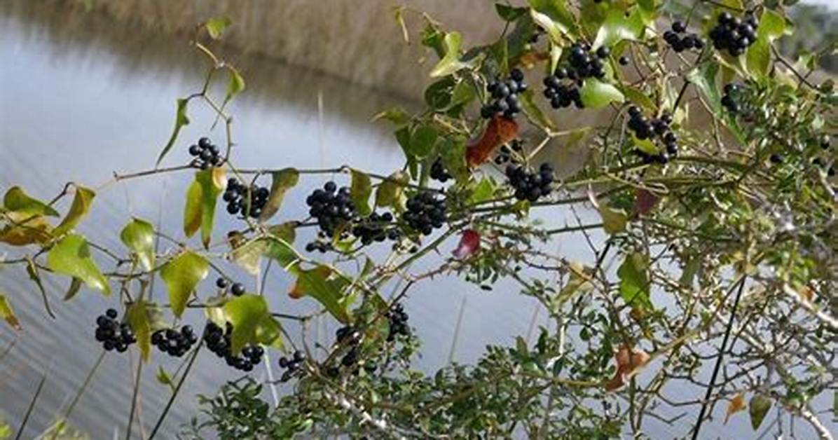 Where Does Smilax Grow?