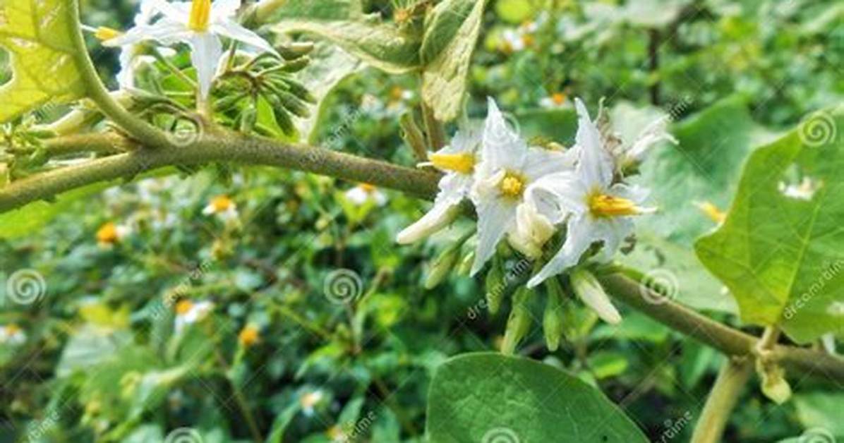 Where Does Solanum Grow