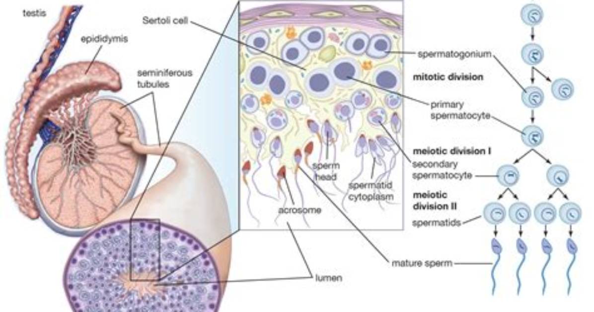 Where Does Spermatogenesis Occur?