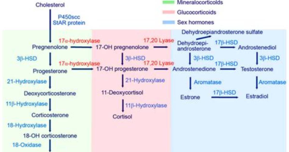 Where Does Steroidogenesis Occur?