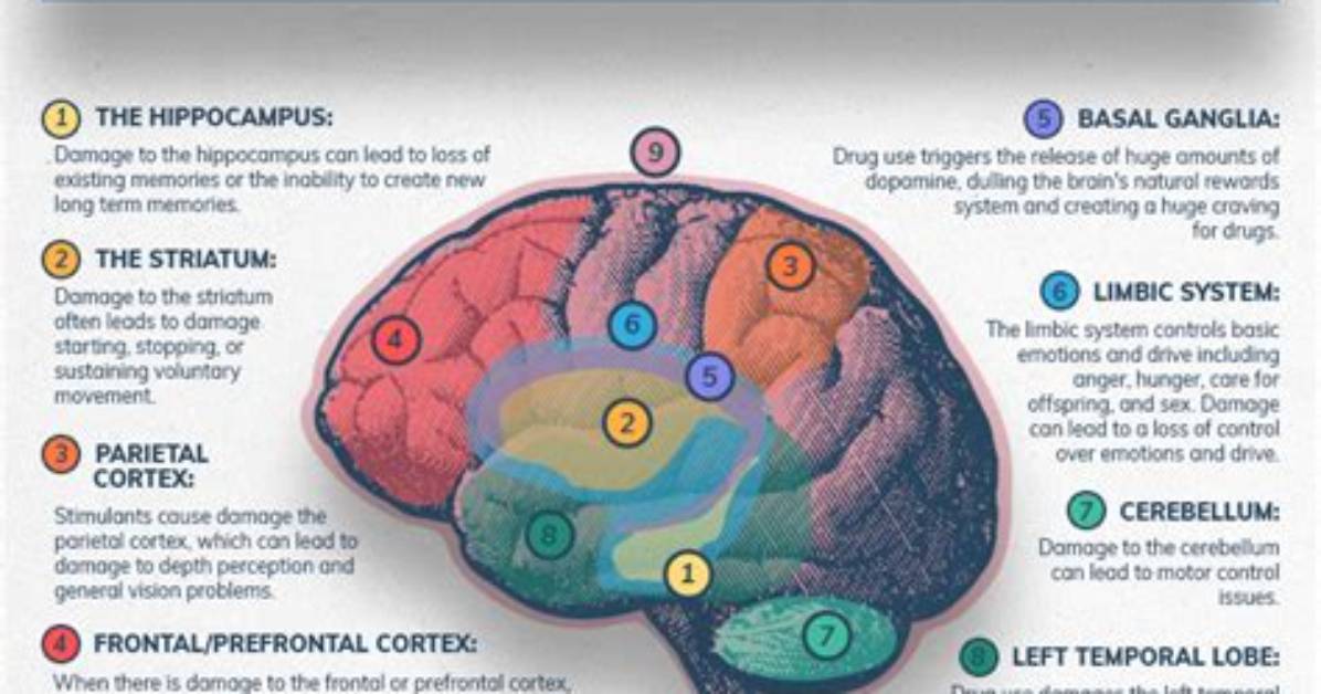 Where Does Stimulant Affect the Brain?