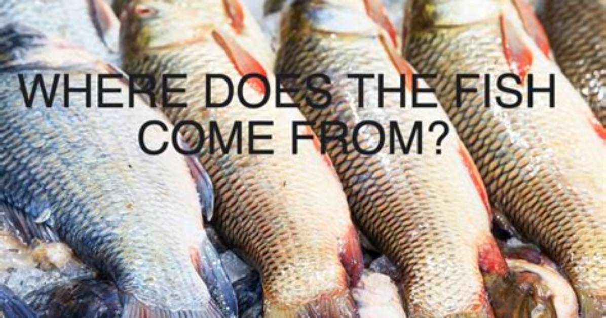 Where Does Stock Fish Come from?