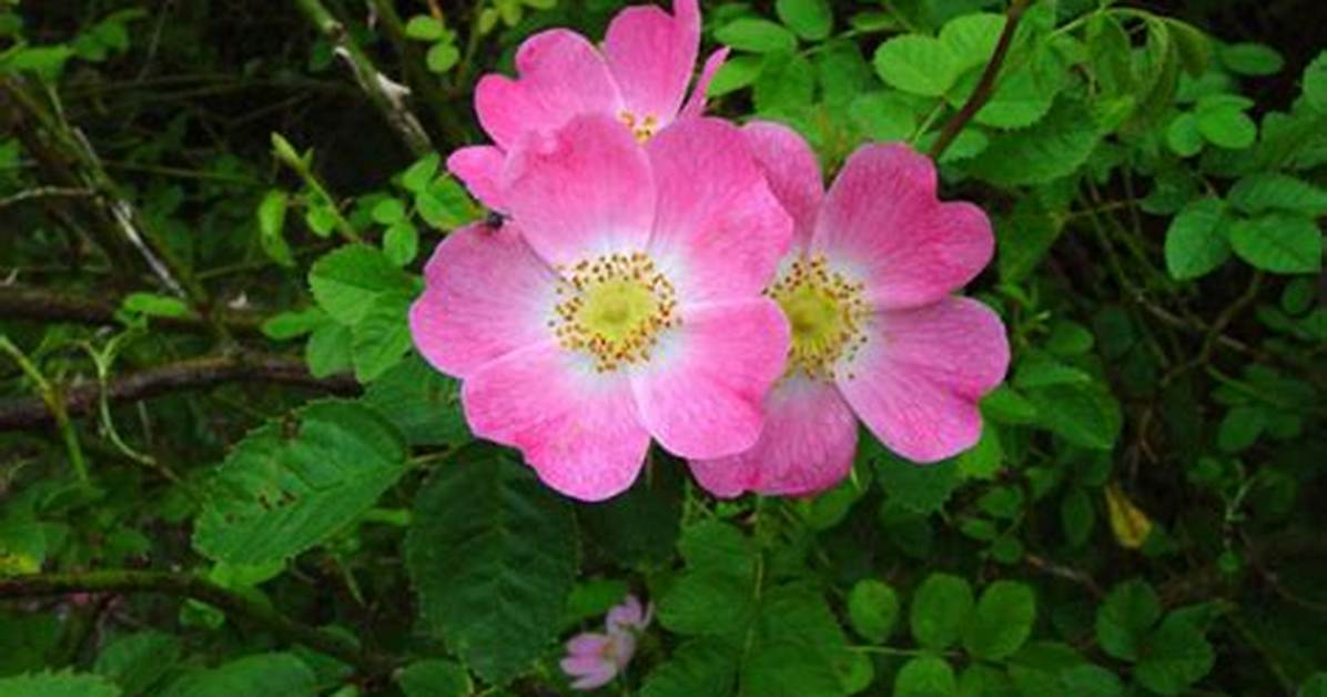 Where Does Sweetbrier Grow?