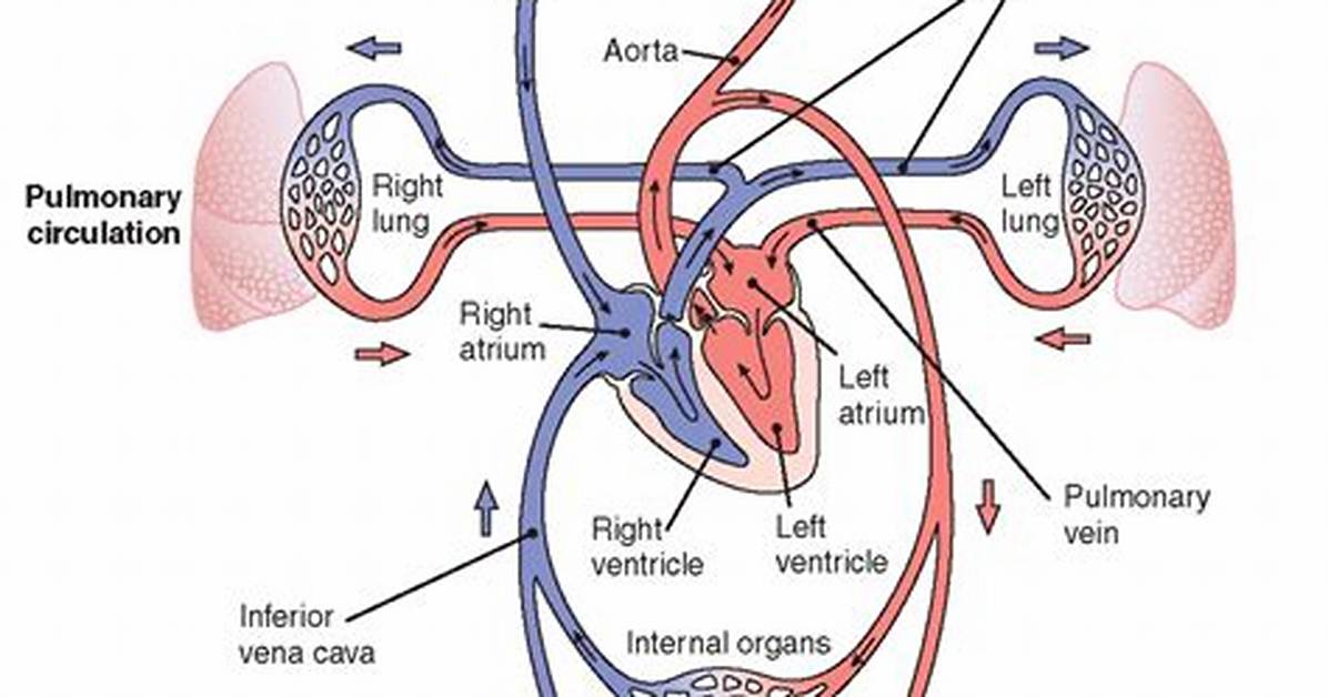 Where Does Systemic Circulation Begin