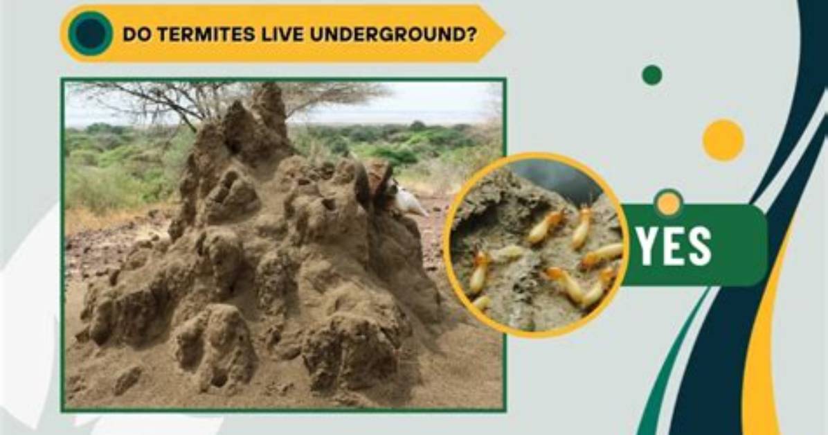 Where Does Termites Live?