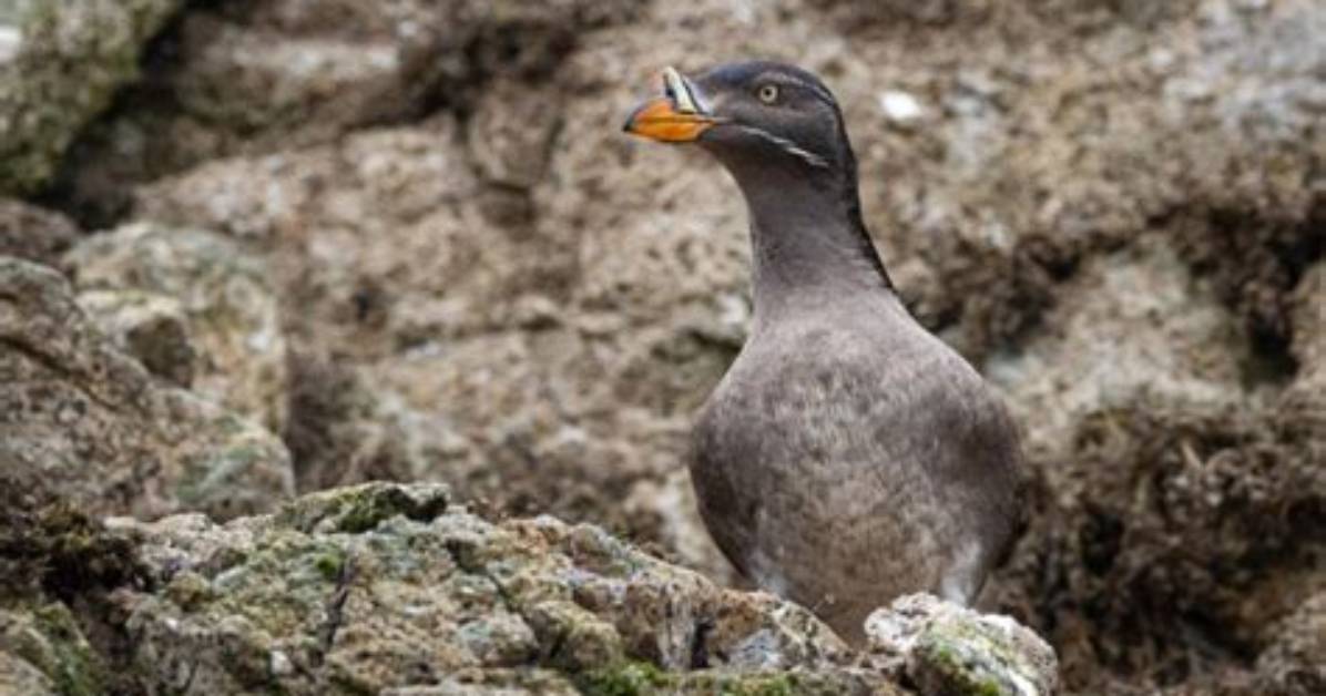 Where Does the Auklet Live?