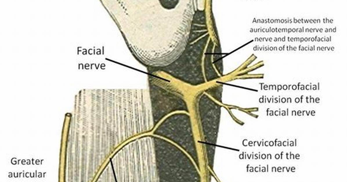 Where Does the Auriculotemporal Nerve Branch?