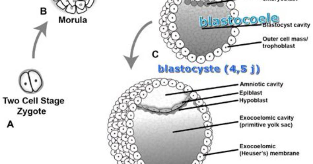 Where Does the Blastocoel Form?