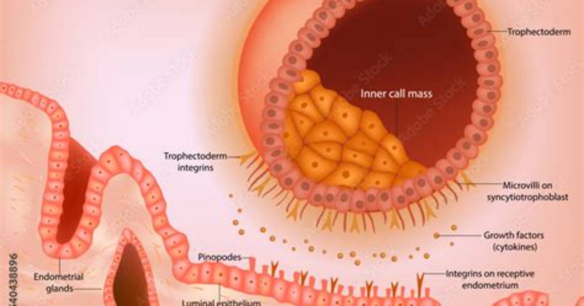 Where Does the Blastocyst Embeds Itself?