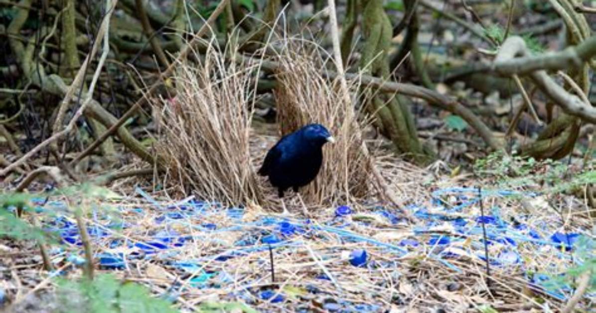 Where Does the Bowerbird Live?