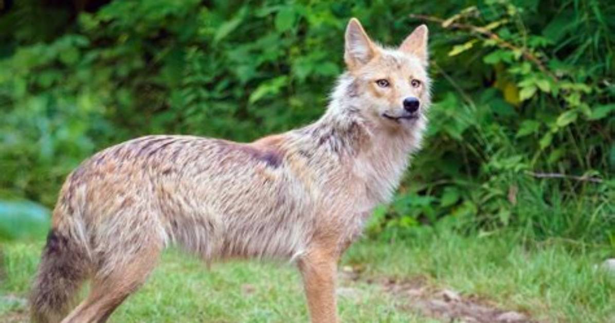 Where Does the Coydog Live?