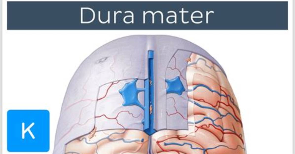 Where Does the Dura Attach