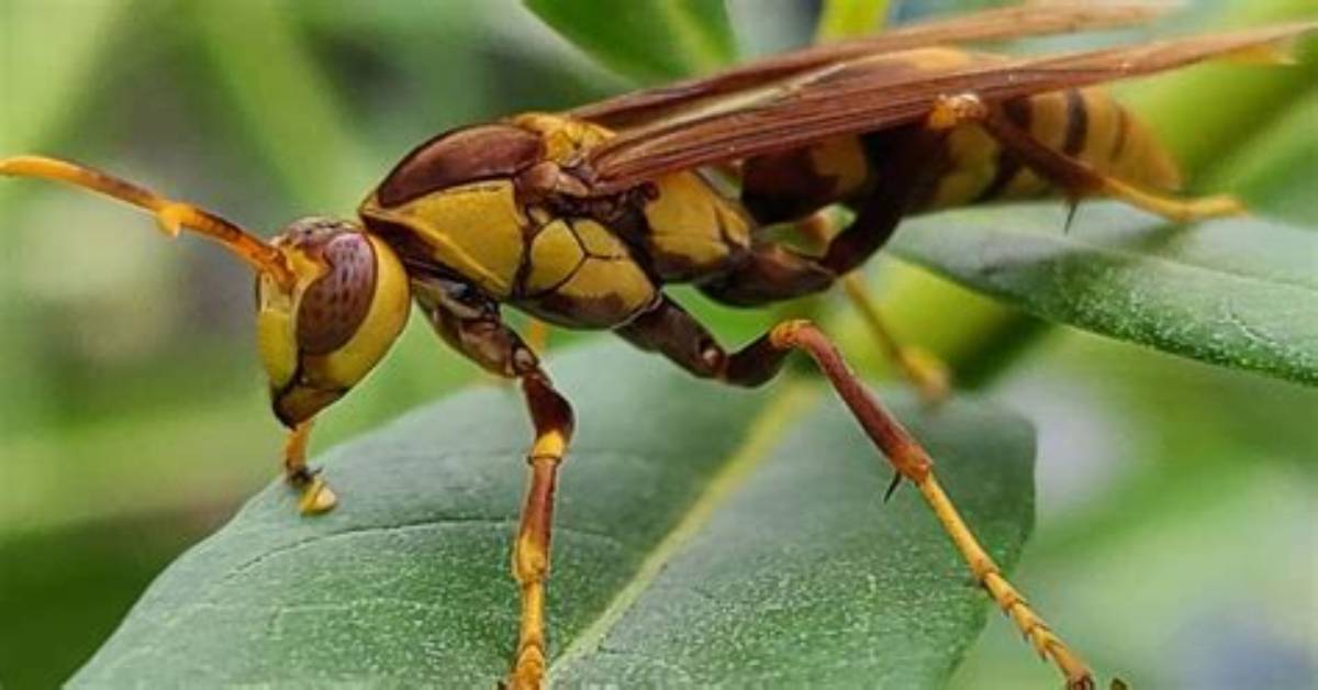 Where Does the Executioner Wasp Live?