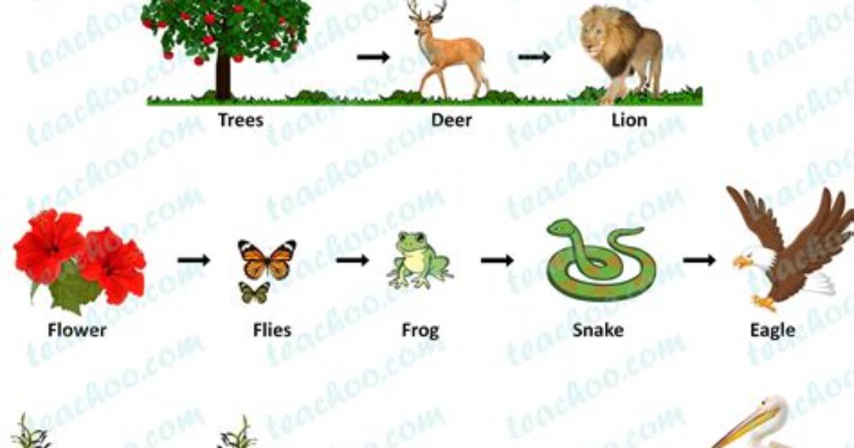 Where Does the Food Chain Start?