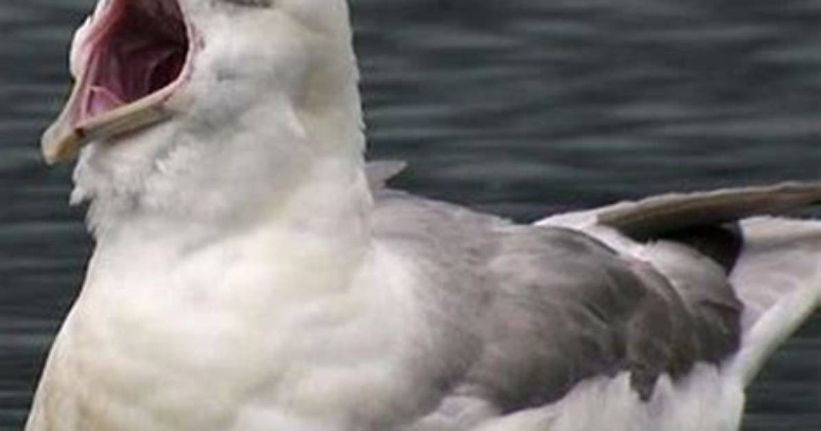 Where Does the Fulmar Live?