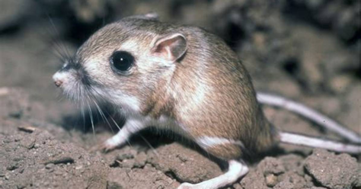 Where Does the Giant Kangaroo Rat Live?