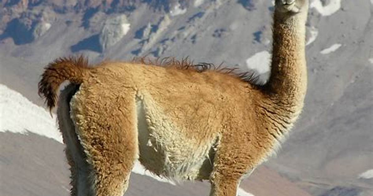 Where Does the Guanaco Live?