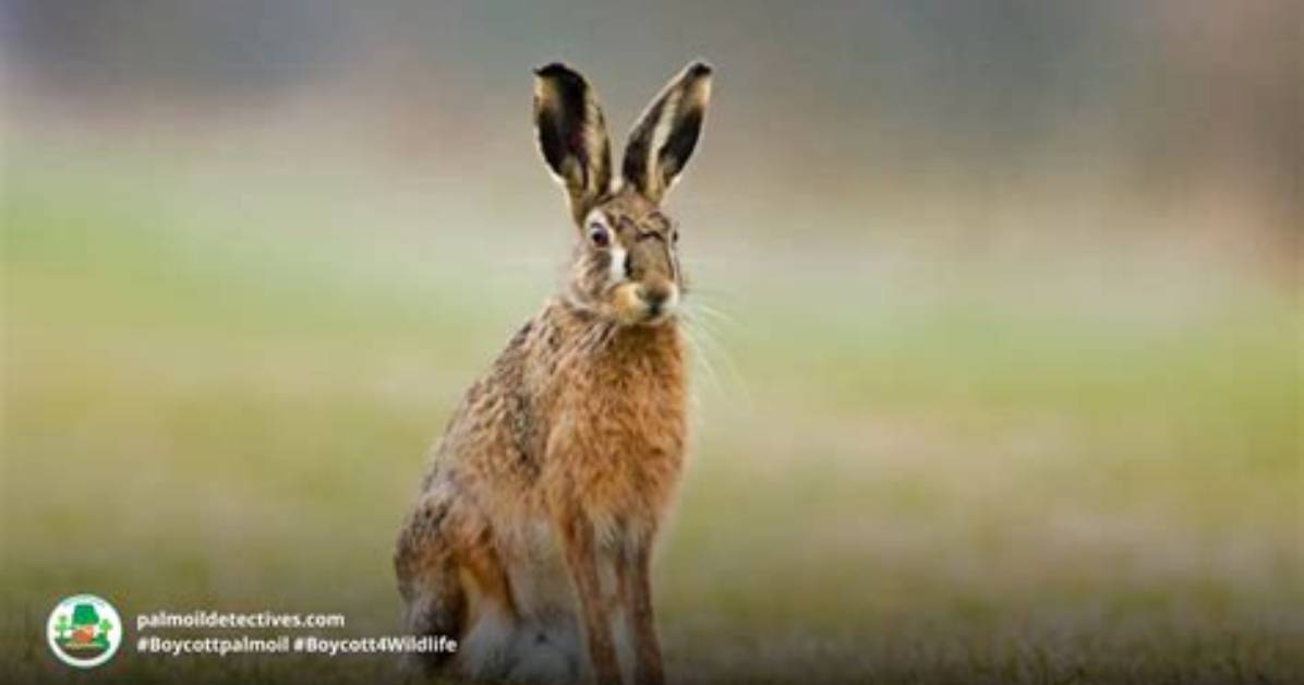 Where Does the Hispid Hare Live?