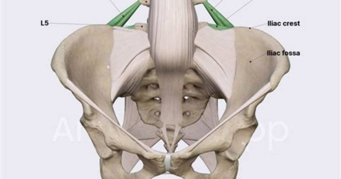Where Does the Iliolumbar Ligament Attach