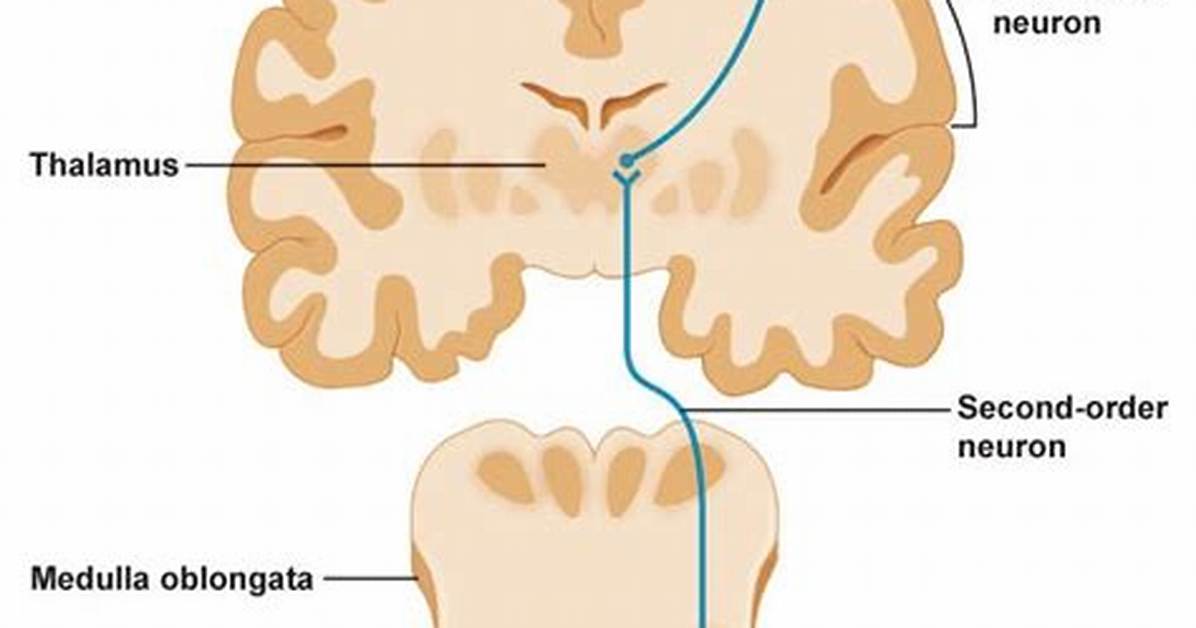 Where Does the Lateral Spinothalamic Tract End?