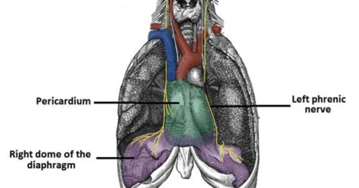 Where Does the Left Phrenic Nerve Pierce the Diaphragm