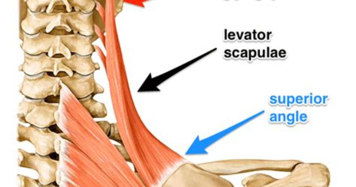 Where Does the Levator Scapulae Insertion?