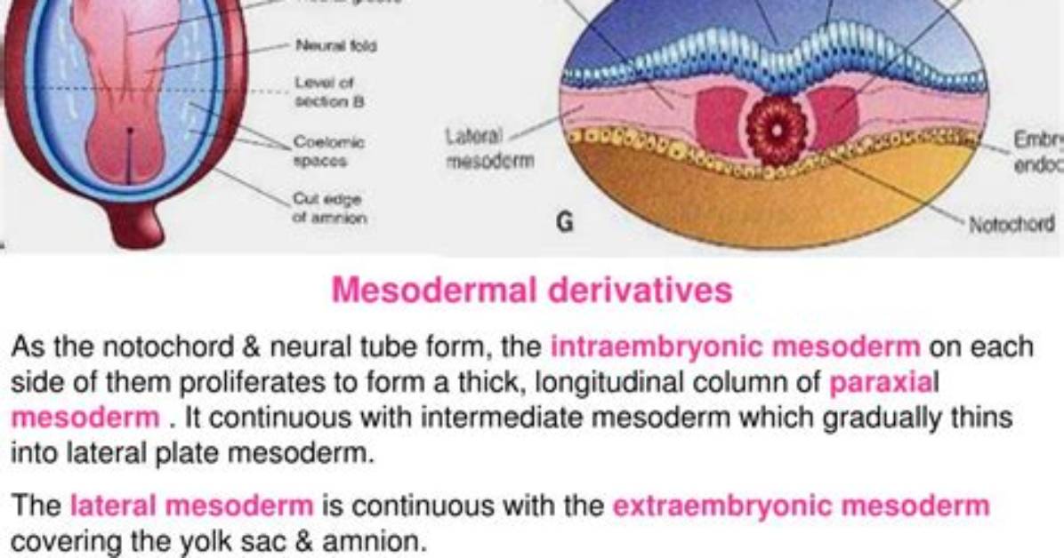 Where Does the Mesoderm Come from?