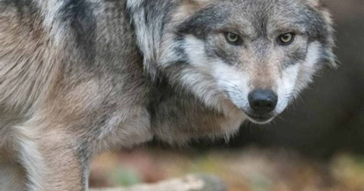 Where Does the Mexican Gray Wolf Live