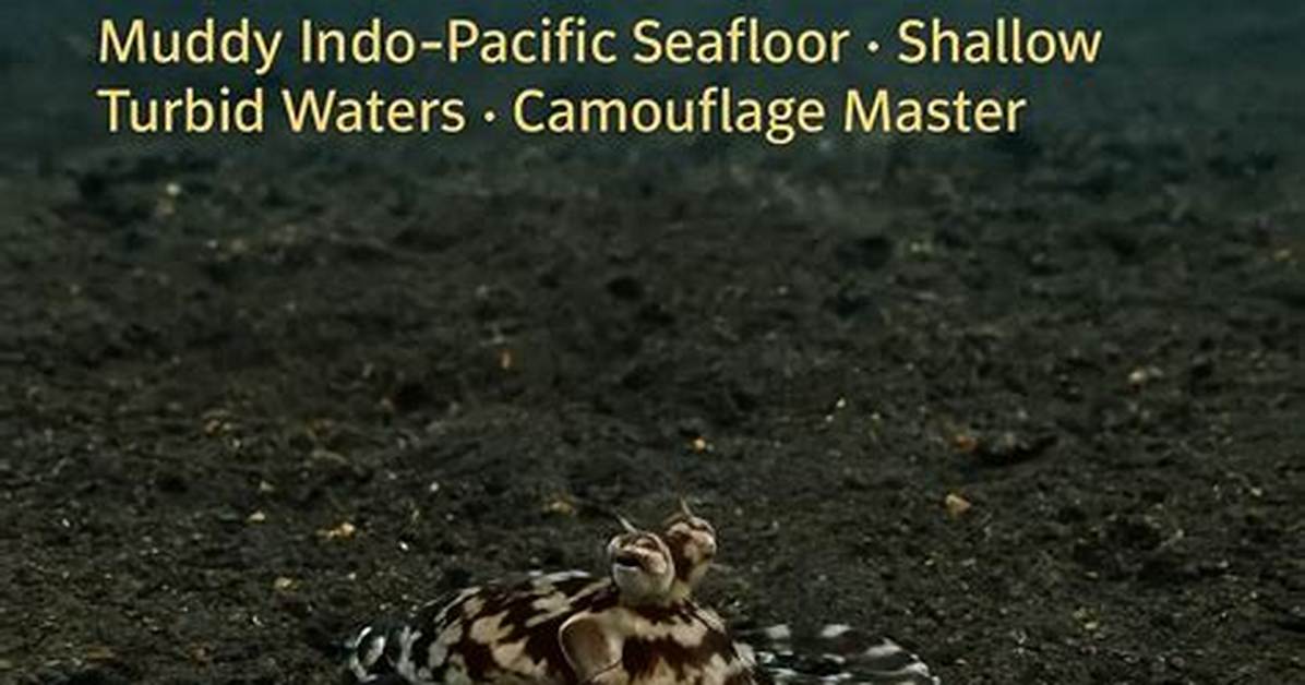 Where Does the Mimic Octopus Live