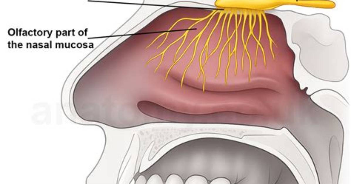 Where Does the Olfactory Nerve End?