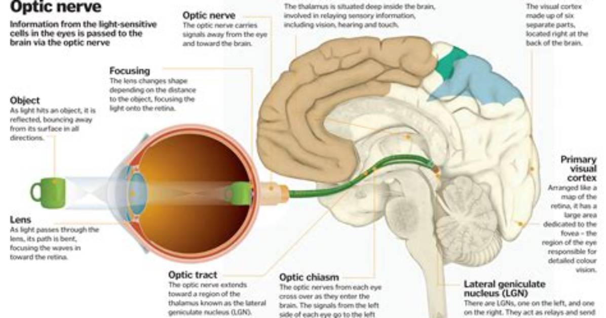Where Does the Optic Nerve Synapse