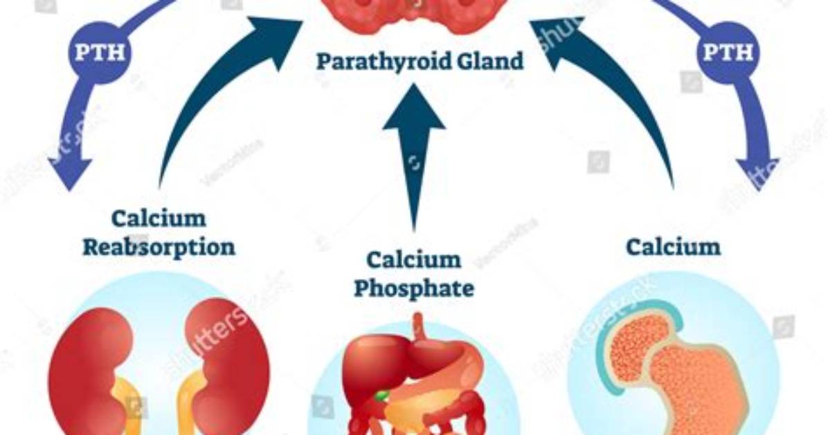 Where Does the Parathyroid Hormone Come From