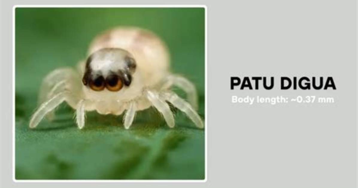 Where Does the Patu Digua Live