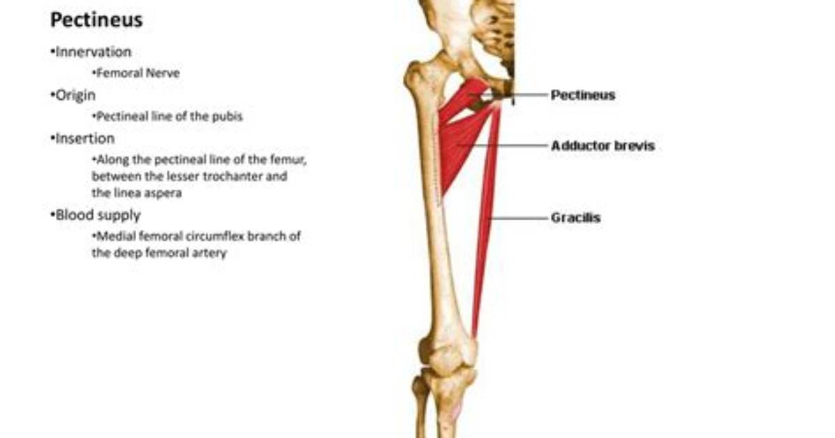 Where Does the Pectineus Insertion?