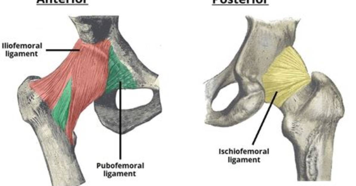 Where Does the Pubofemoral Ligament Attach?