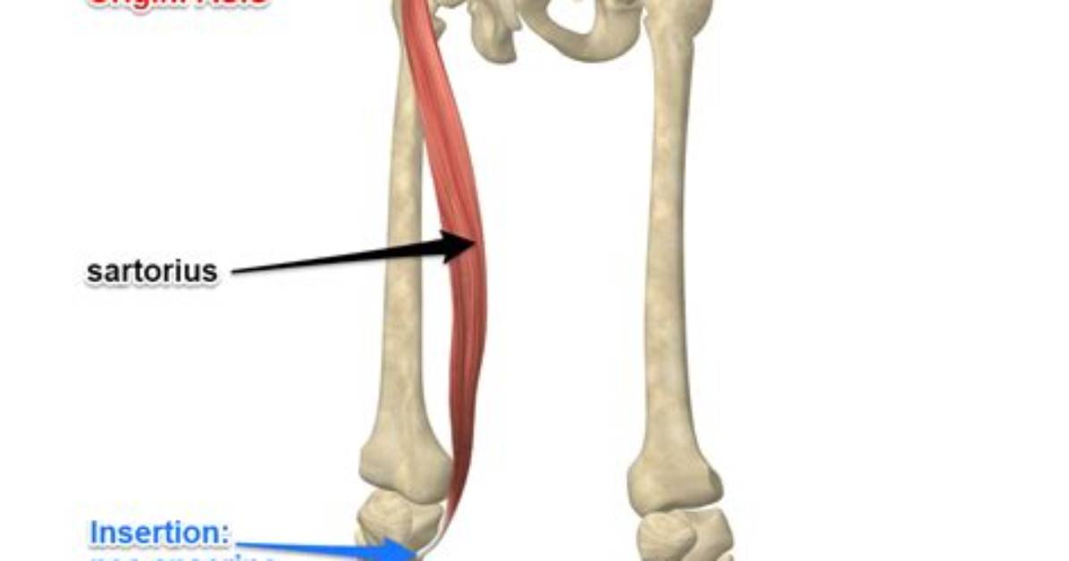 Where Does the Sartorius Muscle Attach?