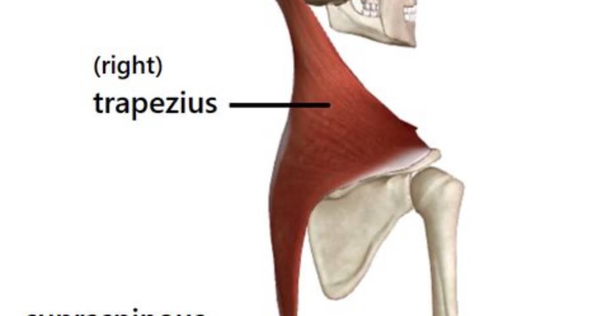 Where Does the Supraspinous Ligament Attach?