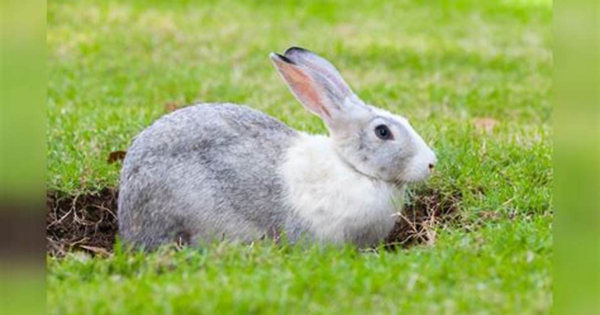 Where Does the Term Rabbit Come from?