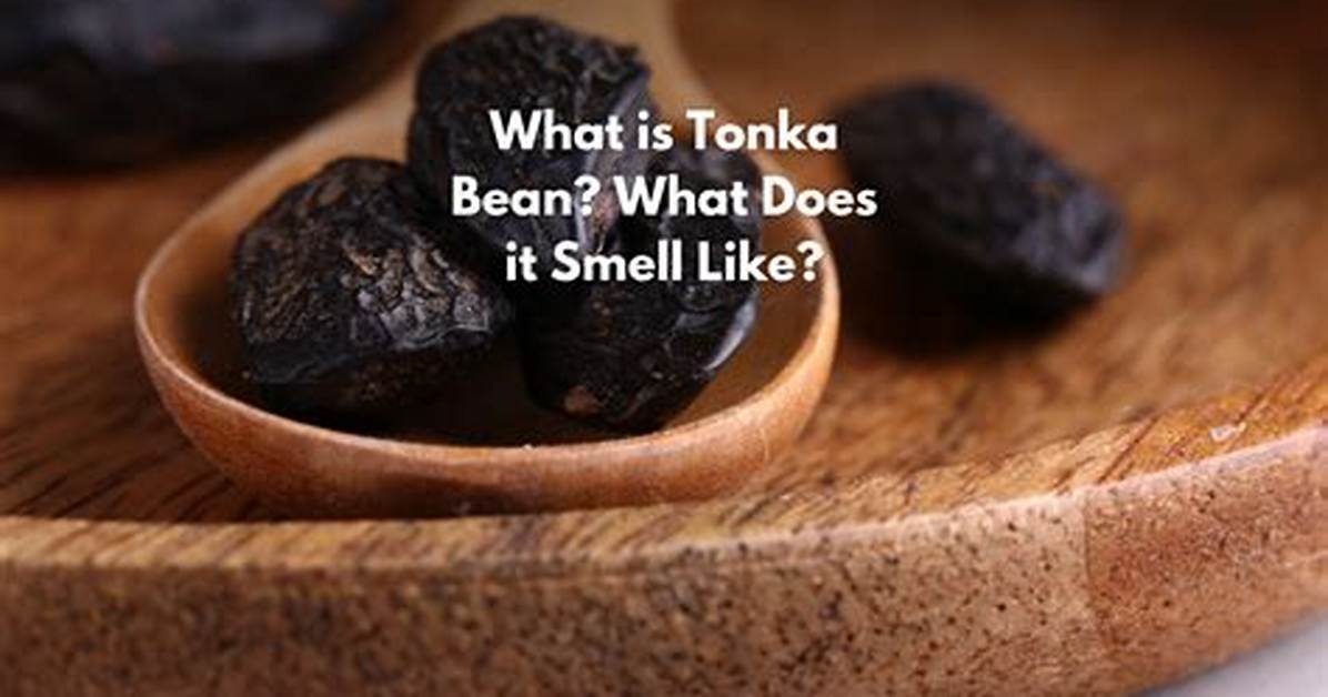 Where Does the Tonka Bean Come From