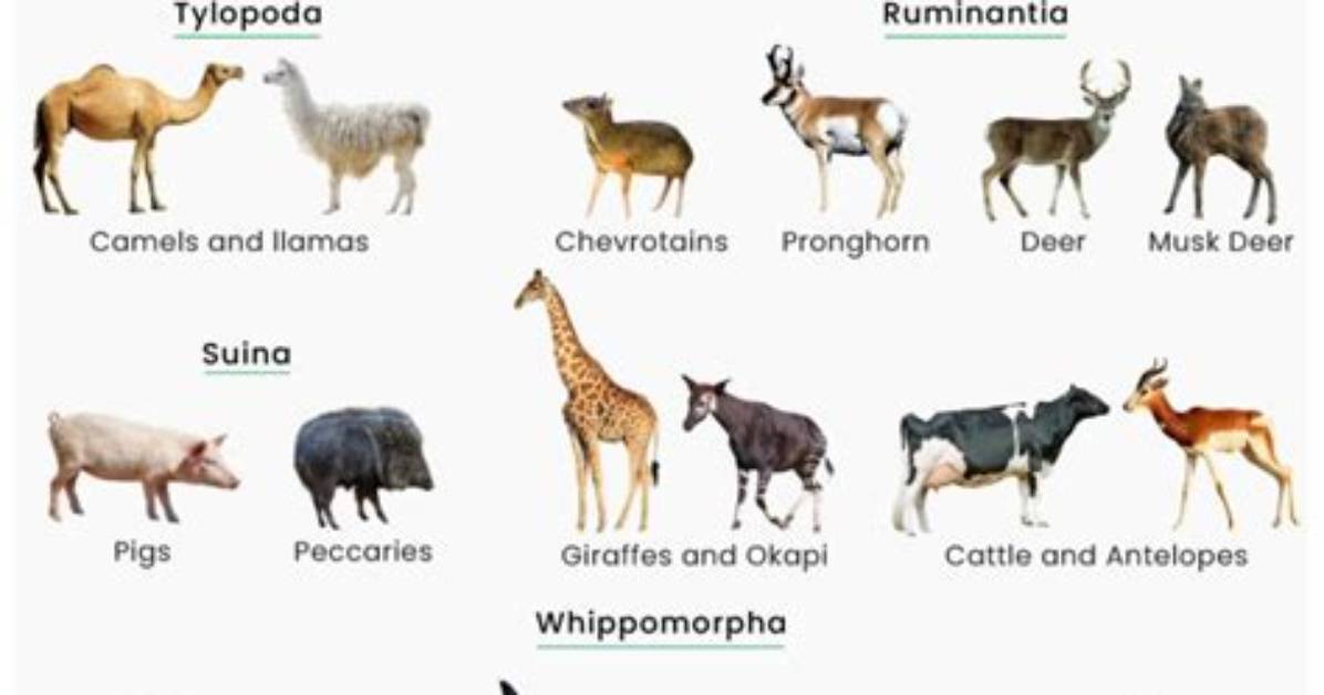Where Does the Ungulate Live?