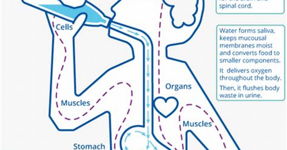Where Does the Water That We Drink Come From